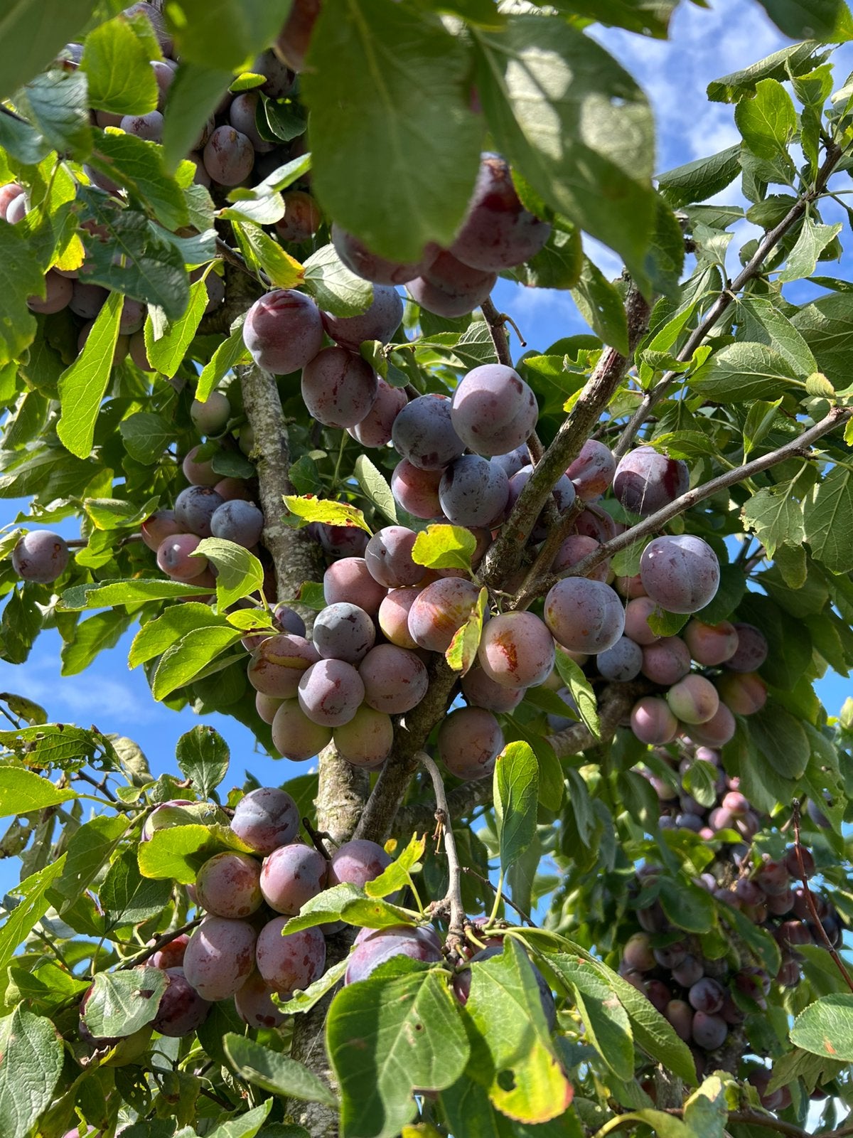 Heerlijke biologische Opal pruimen. 2 euro per kilo, Ophalen