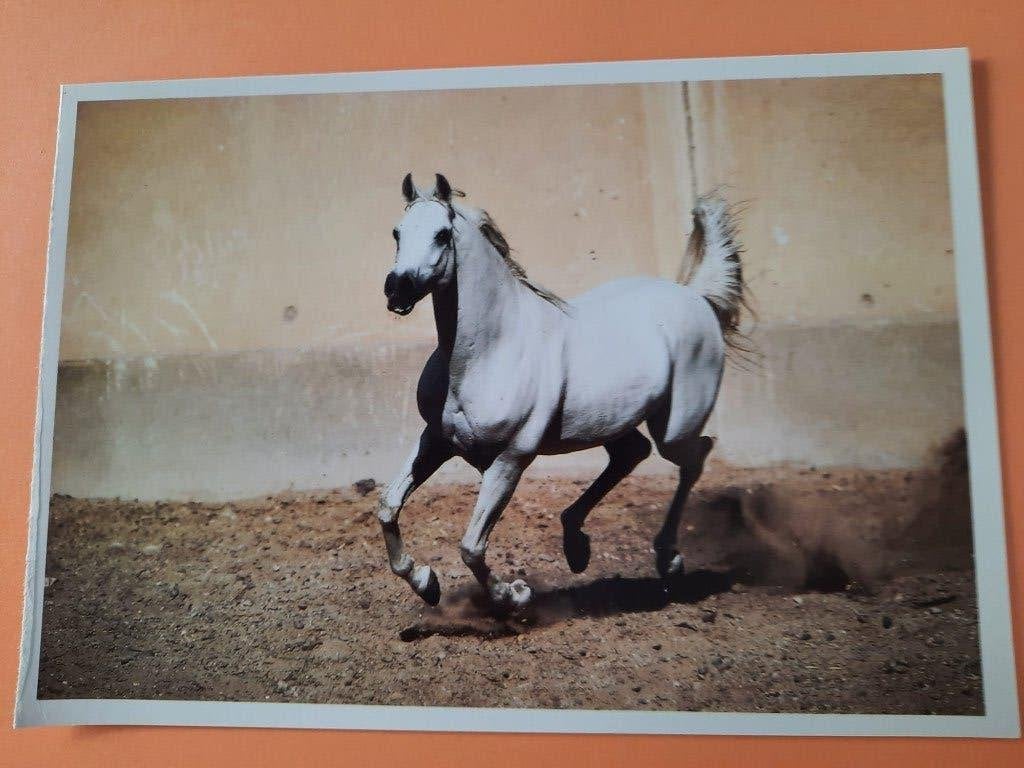 ansichtkaart kaart paard veulen, Verzamelen, Ophalen, 1980 tot heden, Ongelopen, Paard