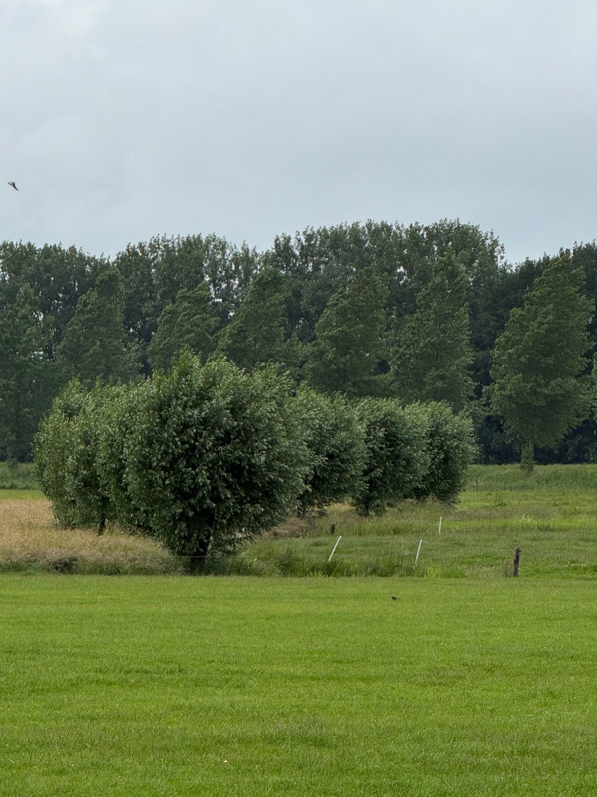 Gratis af te halen: wilgentakken, Tuin en Terras, Planten | Bomen, Ophalen, Volle zon, Overige soorten