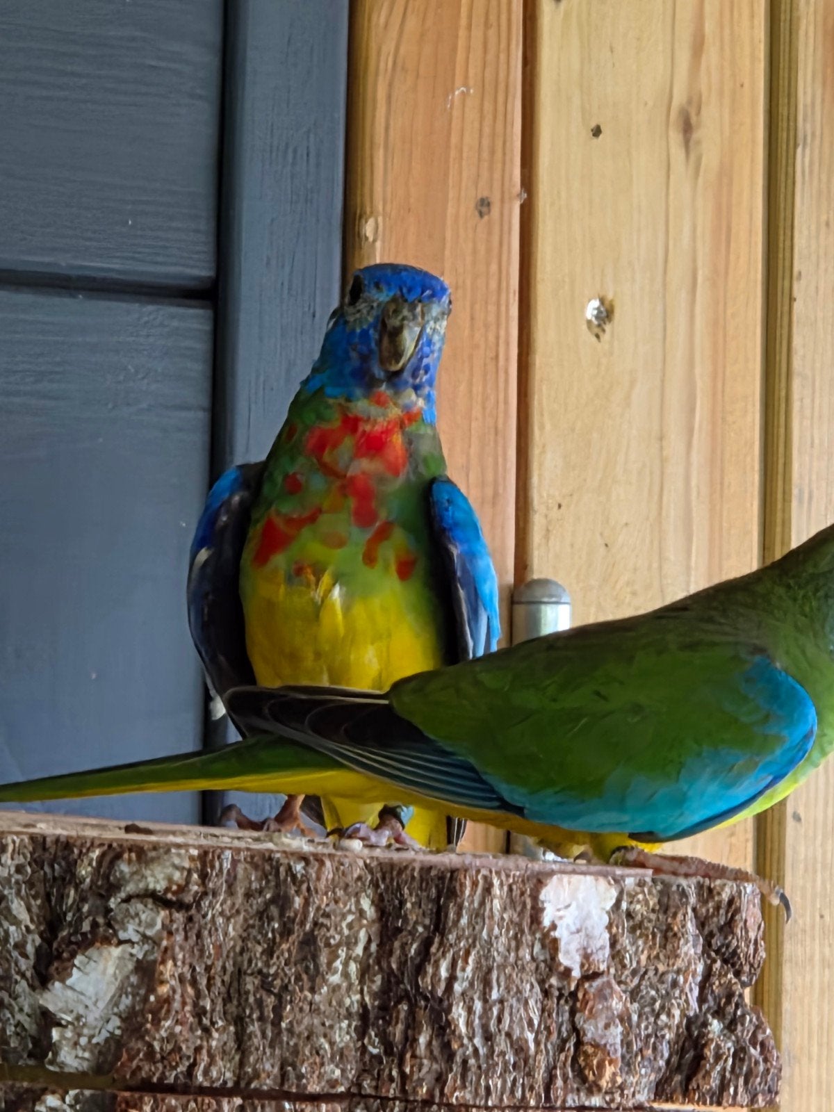Splendids wildkleur man geringd, Mannelijk, Parkiet, Geringd