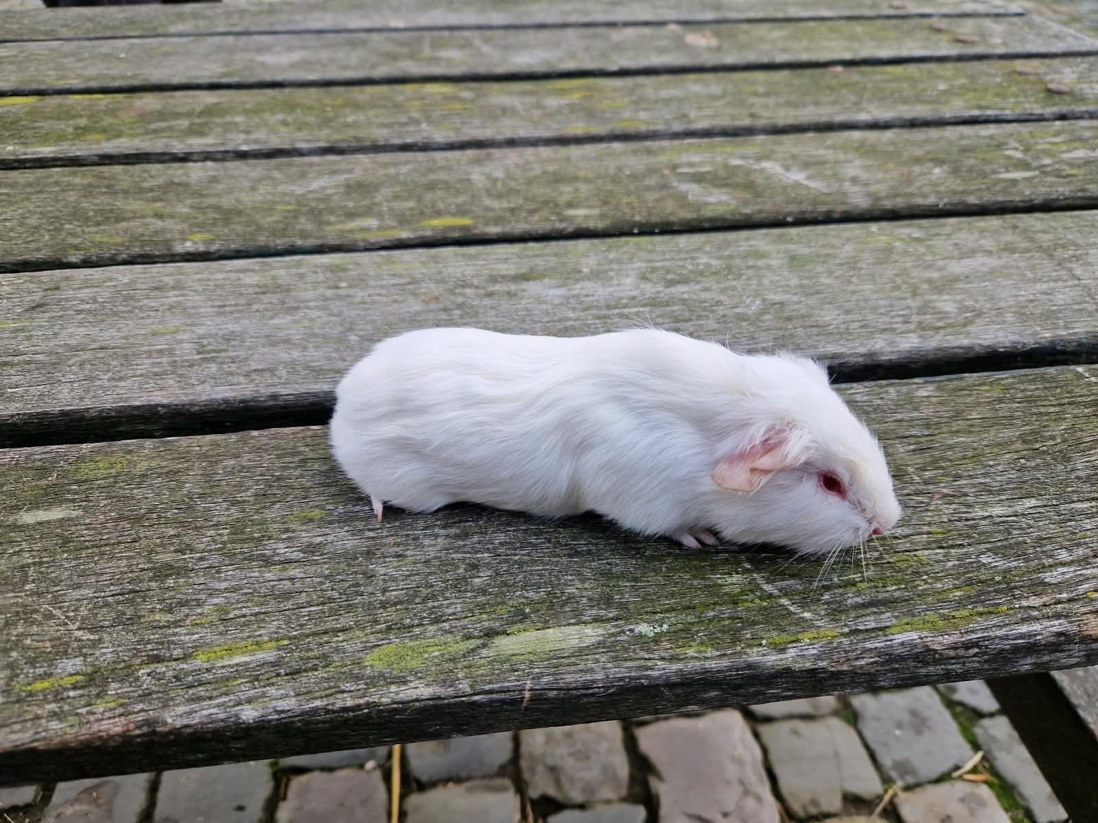 Mooie cavia, mannetje, Cavia, Mannelijk, Tam, September