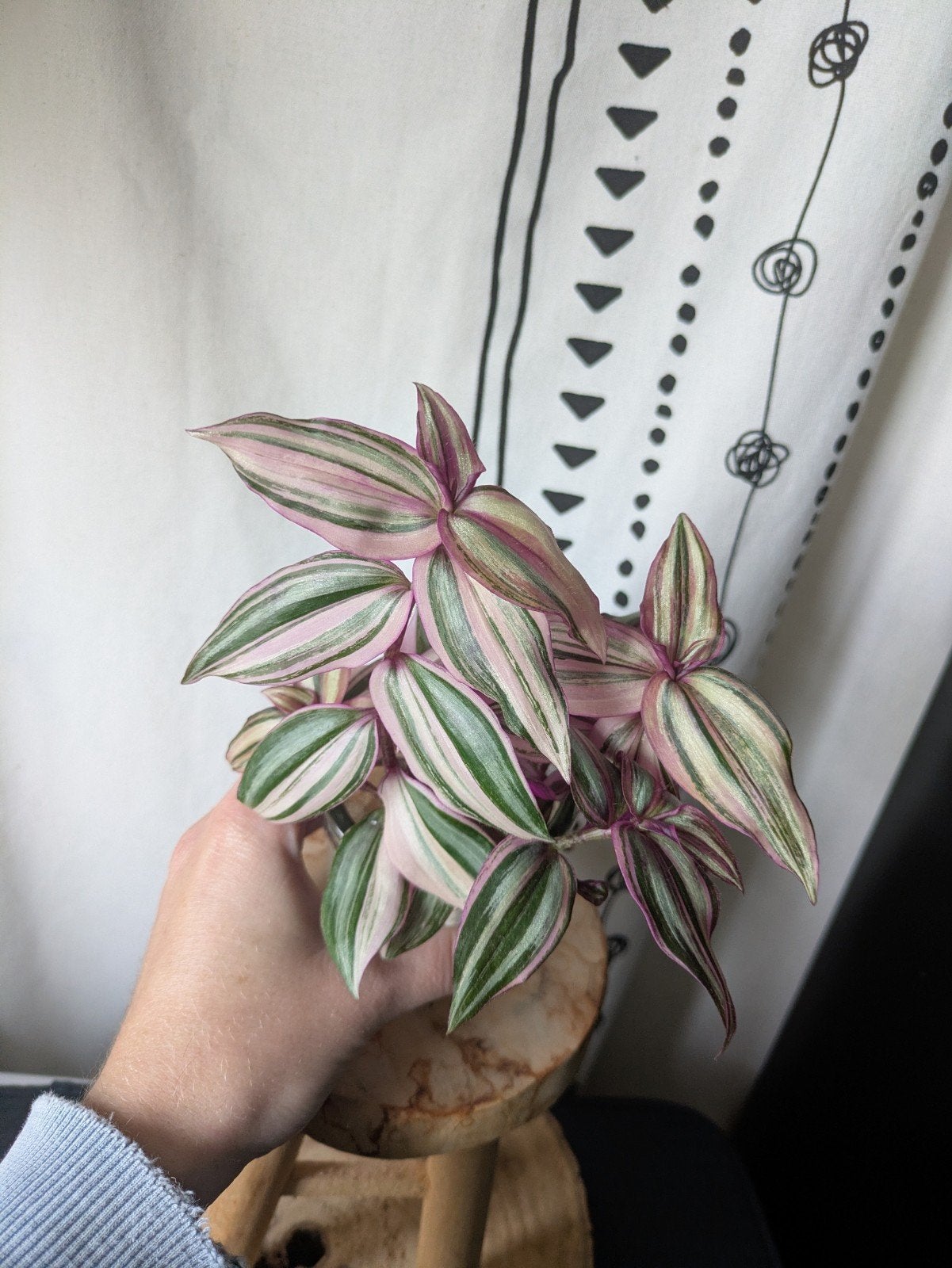 Tradescantia Zebrina Danny Lee, Huis en Inrichting, Ophalen of Verzenden, Halfschaduw, Minder dan 100 cm