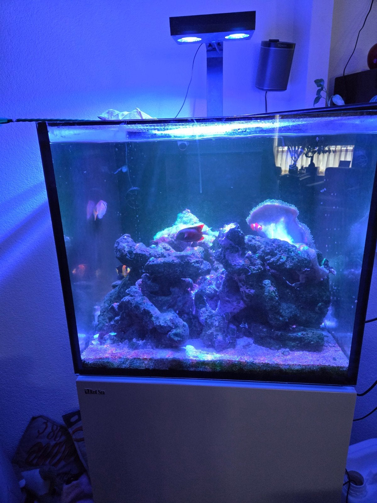 Zeeaquarium Red Sea 200, Overige typen