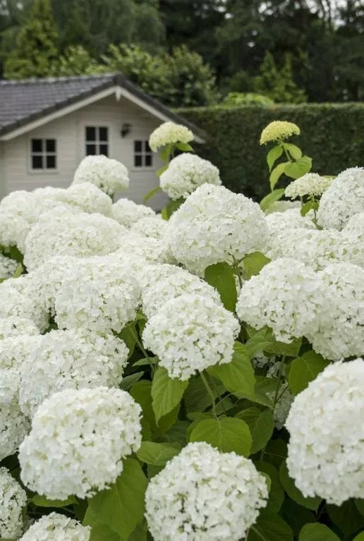 Hortensia Annabelle - Hydrangea - Sneeuwbal Hortensia, Tuin en Terras, Planten | Tuinplanten, Vaste plant, Halfschaduw, Zomer