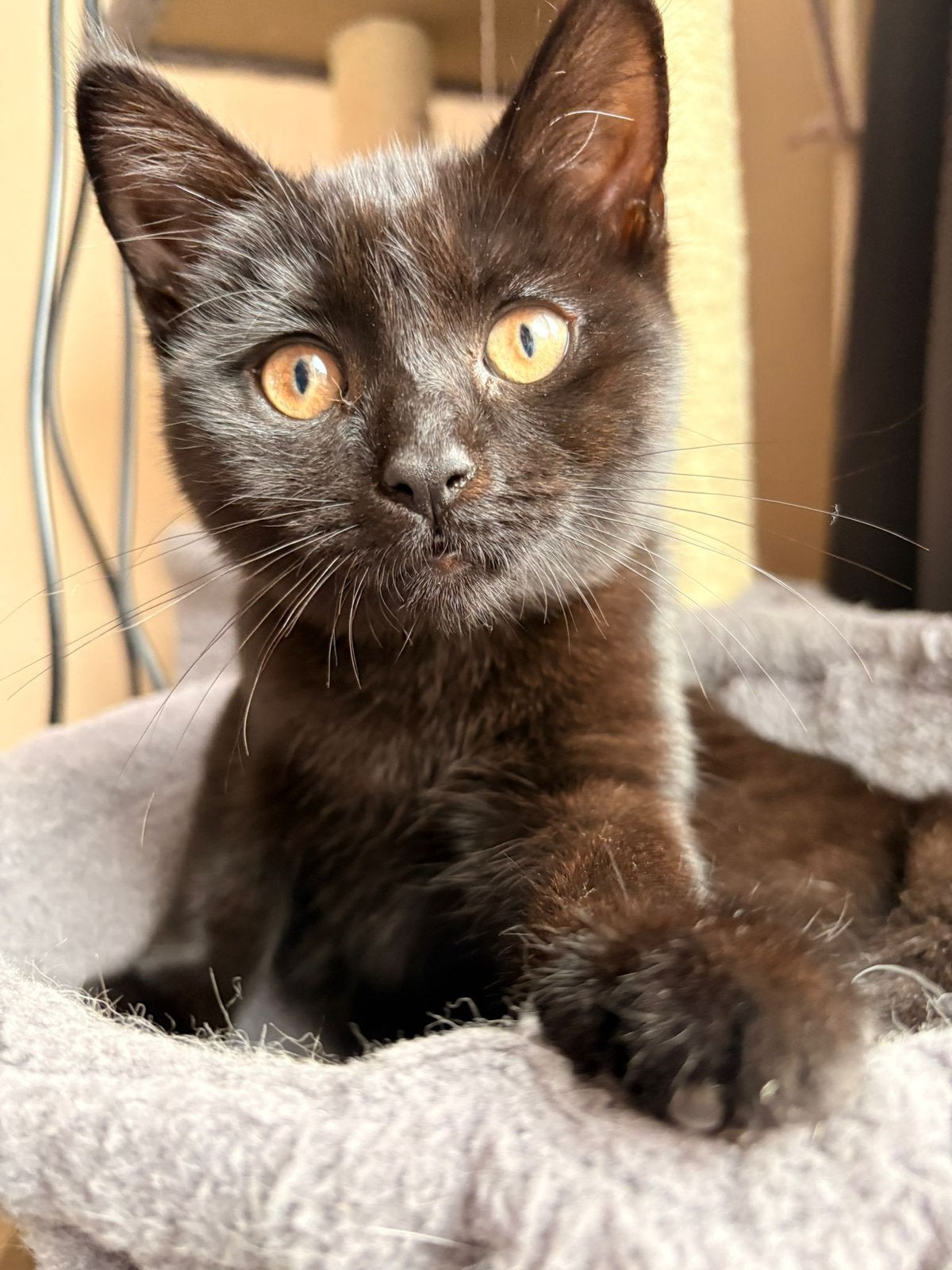 Met spoed nieuw huis gezocht, Poes