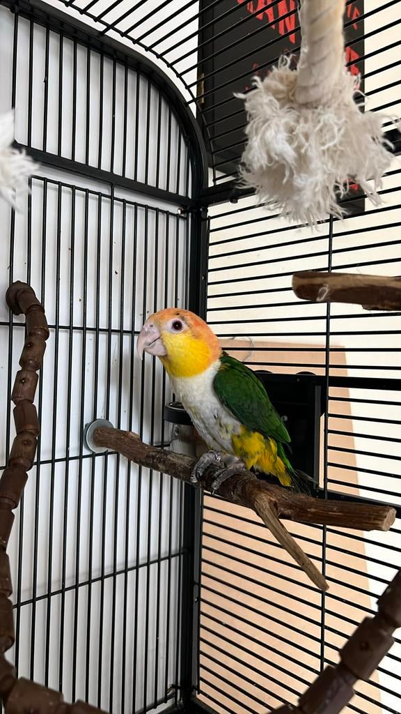 Lieve tamme caique, Dieren en Toebehoren, Mannelijk, Papegaai