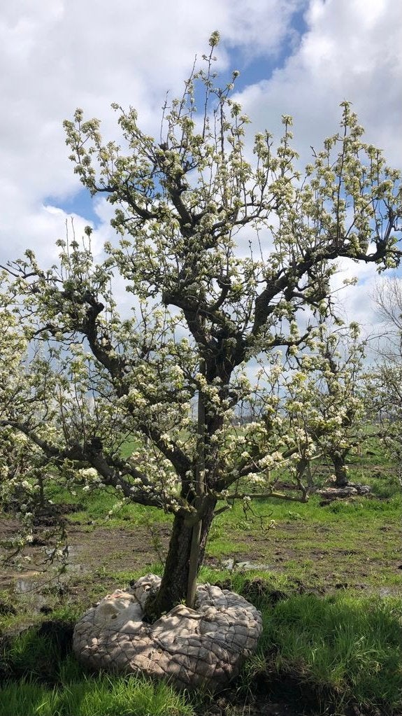 Doyenné du Comice perenboom 75 jaar, Ophalen, 250 tot 400 cm, Perenboom, Lente