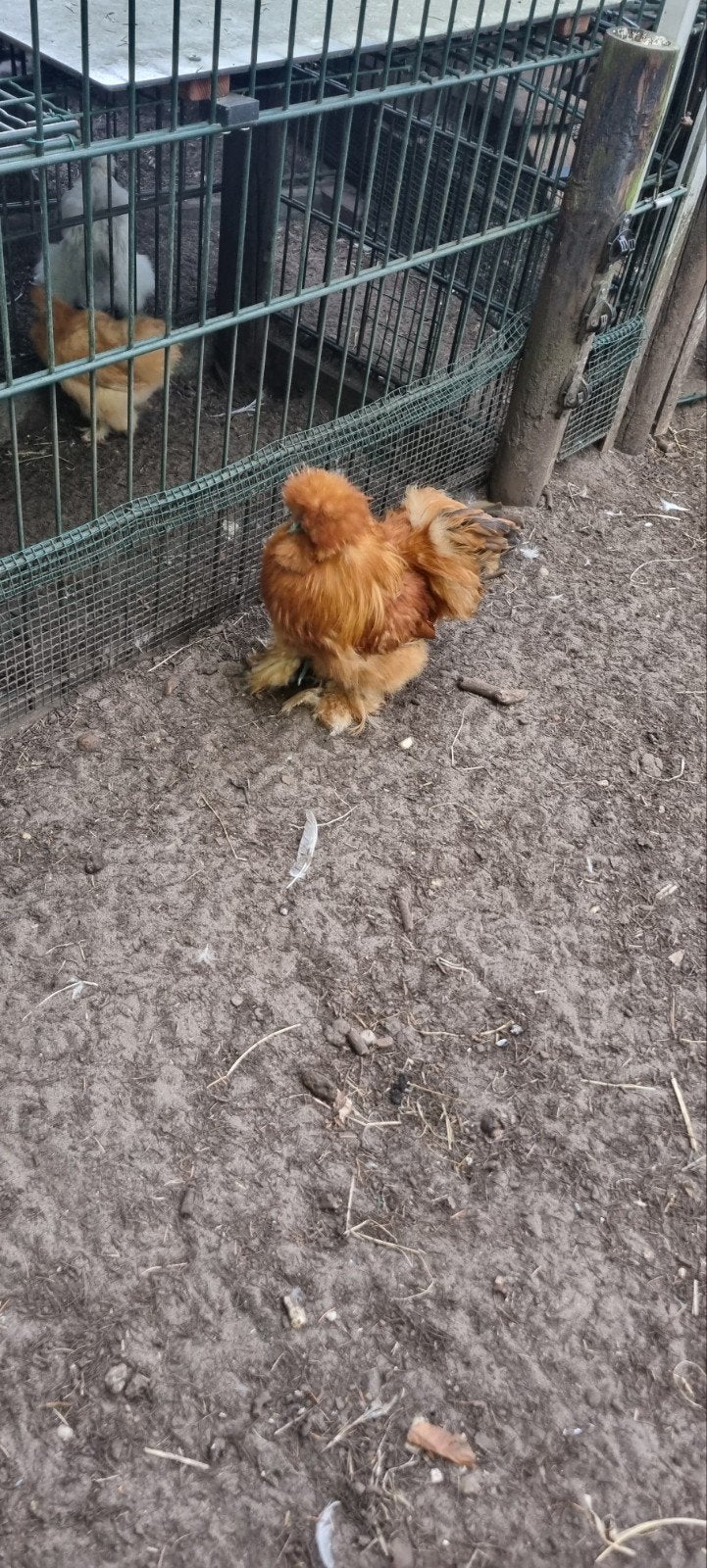 zijdehoen haantjes gratis, Dieren en Toebehoren, Mannelijk, Kip