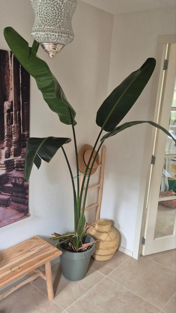 Grote Strelitzia Plant (220cm) kamerplant, Ophalen, Halfschaduw, 200 cm of meer