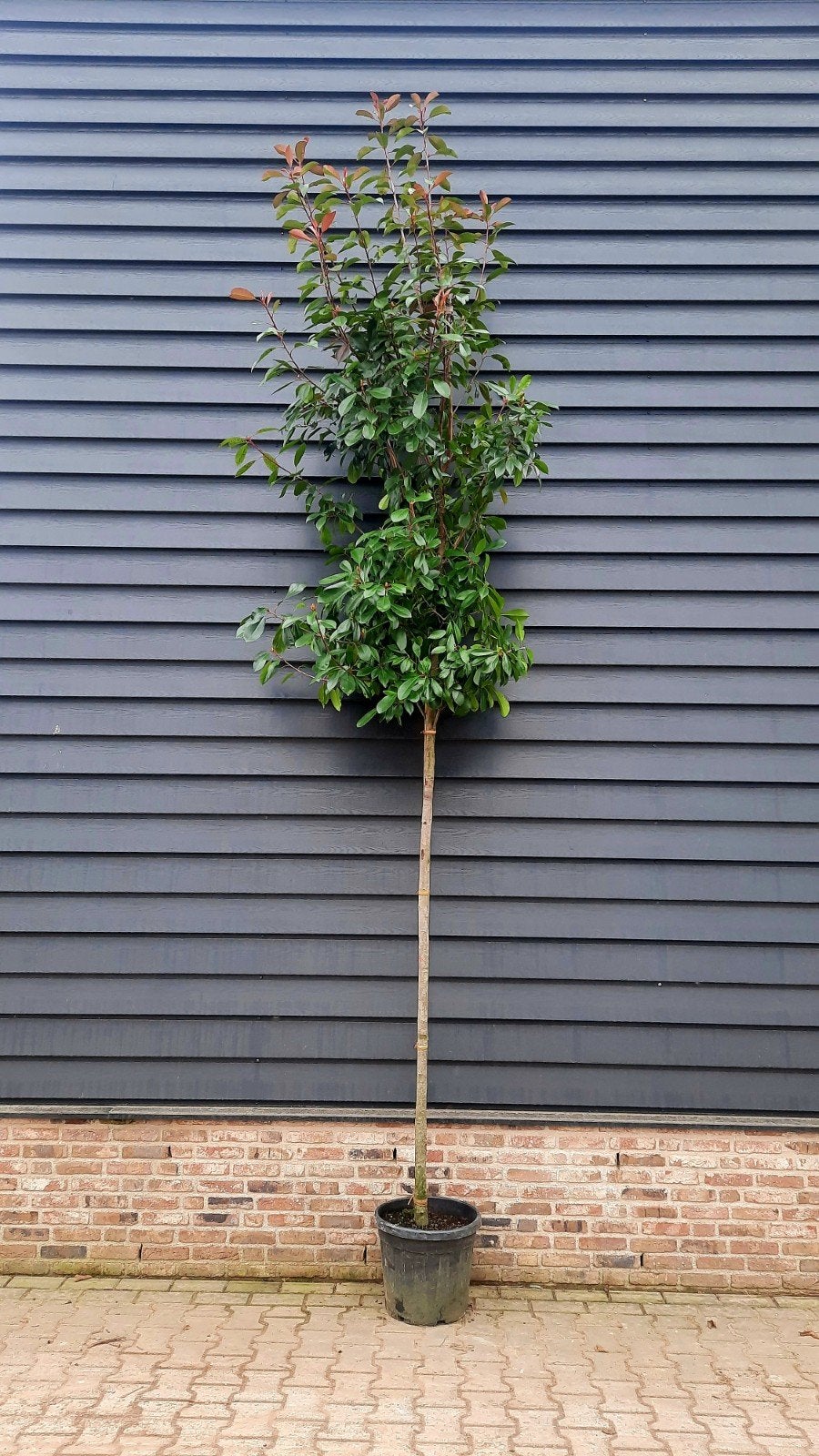 Photinia fraseri 'Red Robin´ (Glansmispel)🌿🍁, Ophalen, Halfschaduw
