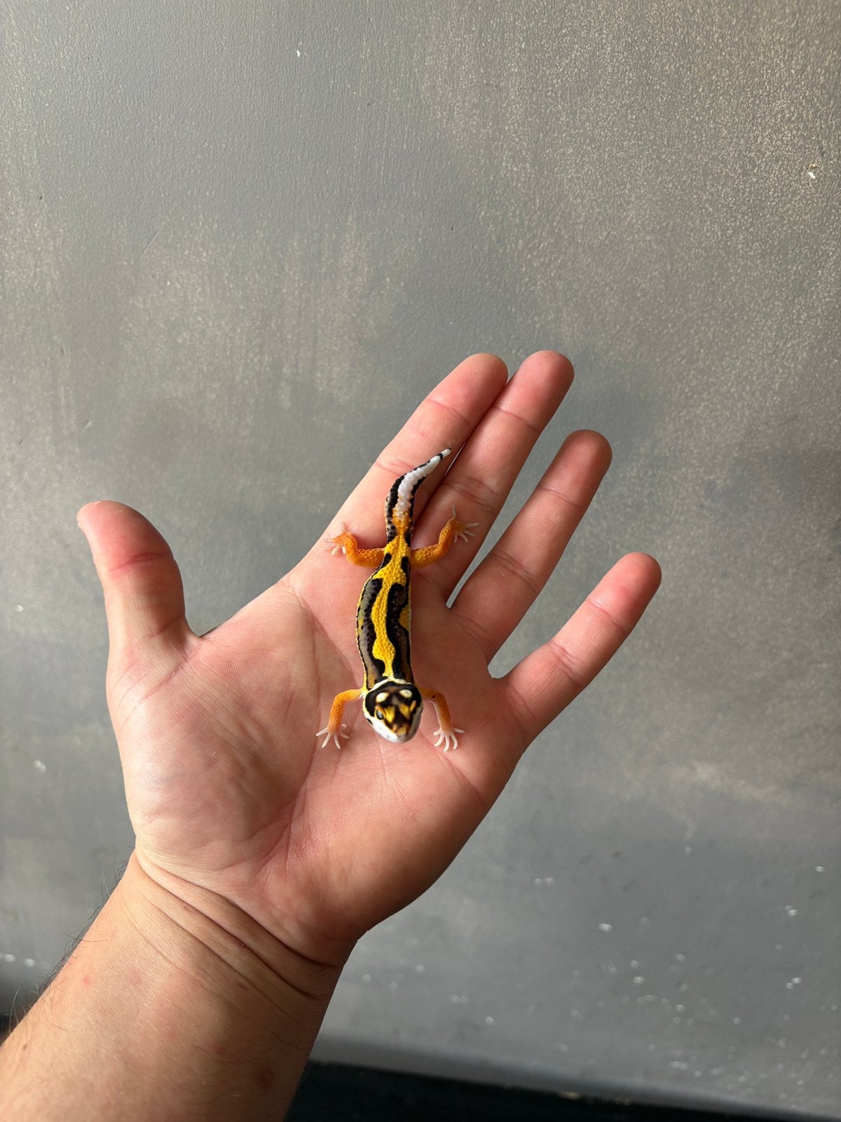 1.0 pet only!!!! Luipaardgekko, Dieren en Toebehoren, Hagedis, Tam, 0 tot 2 jaar