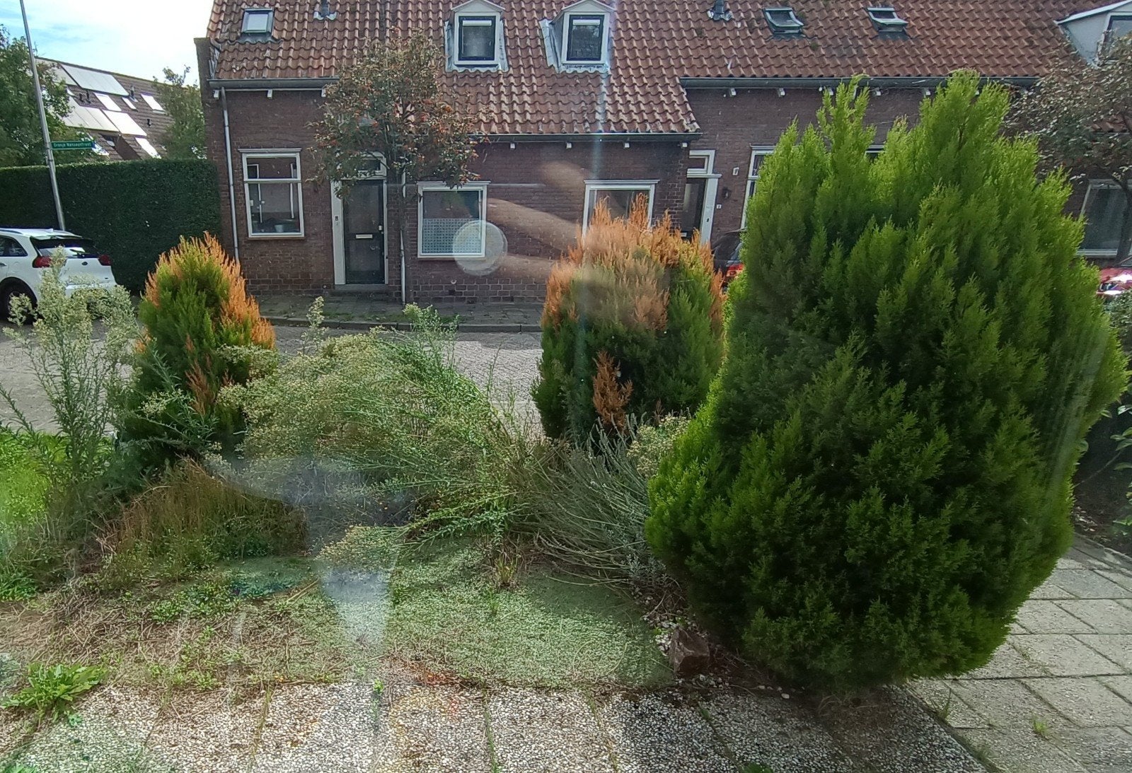 Coniferen, Tuin en Terras, Ophalen, Conifeer, 100 tot 250 cm