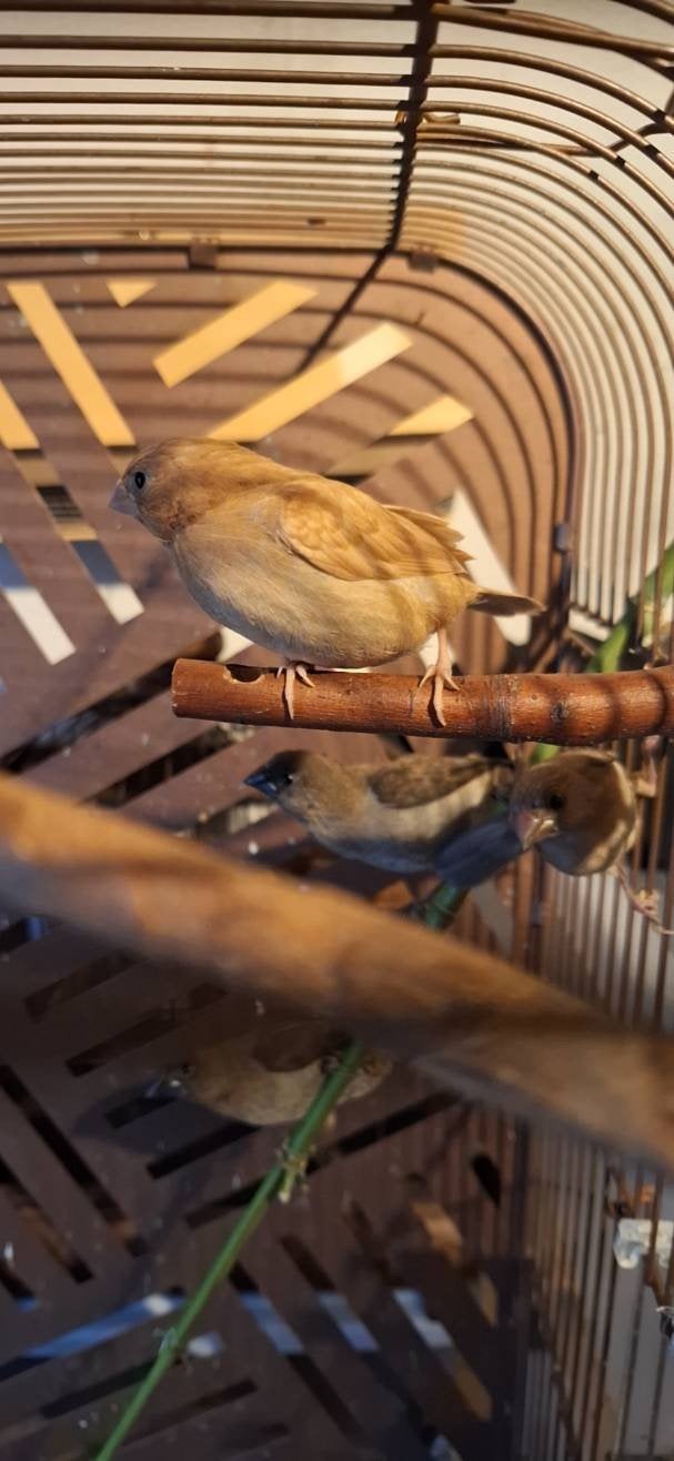 Jonge Japanse meeuwen/Goulds Almadine, Meerdere dieren