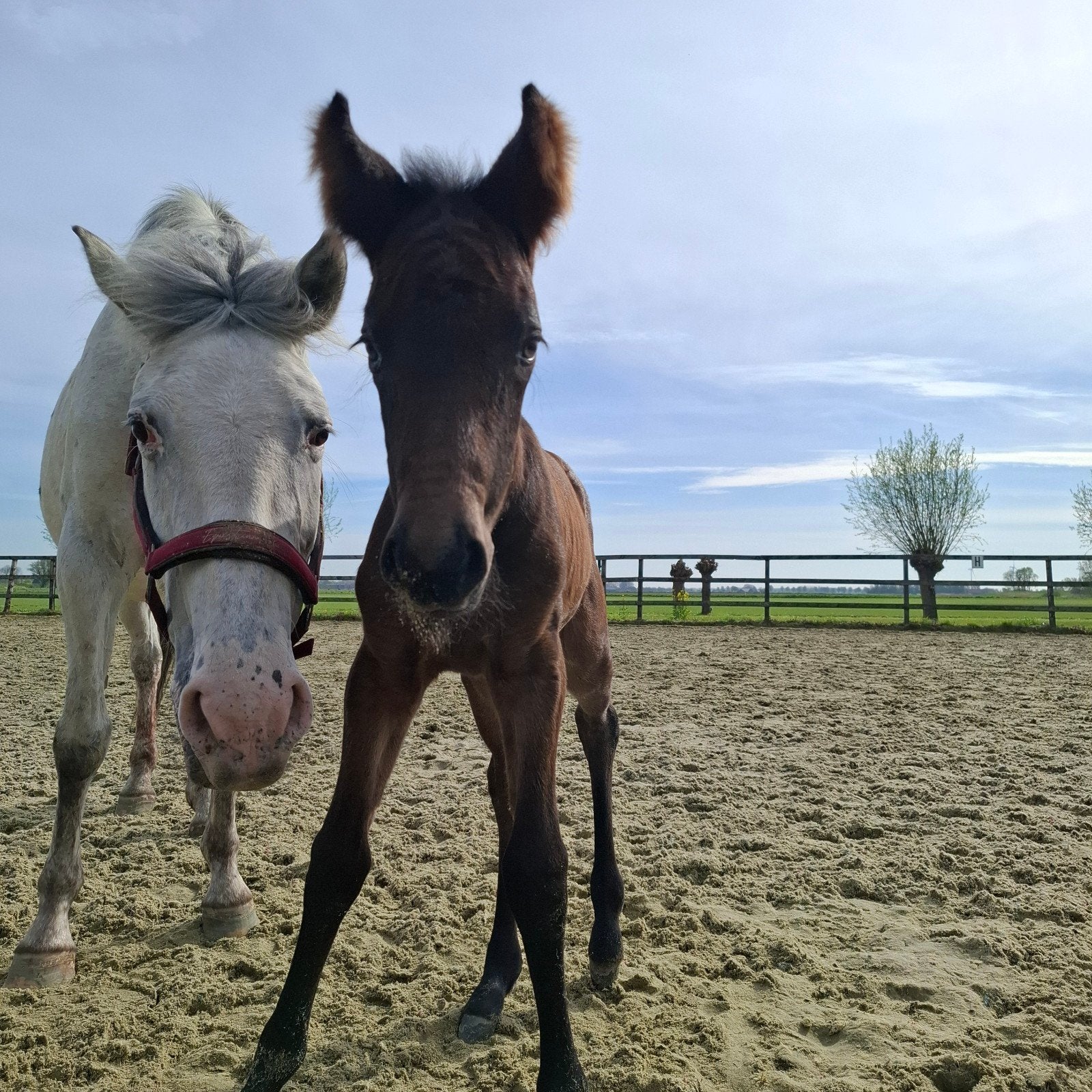Prachtig merrie veulentje, Dieren en Toebehoren, Paarden, Merrie, Minder dan 160 cm, Dressuurpaard, 0 tot 2 jaar