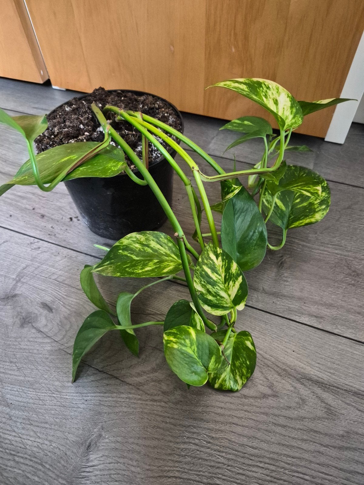 Diverse Epipremnum pinnatum Aureum planten, Groene kamerplant, Ophalen of Verzenden, Halfschaduw, Minder dan 100 cm