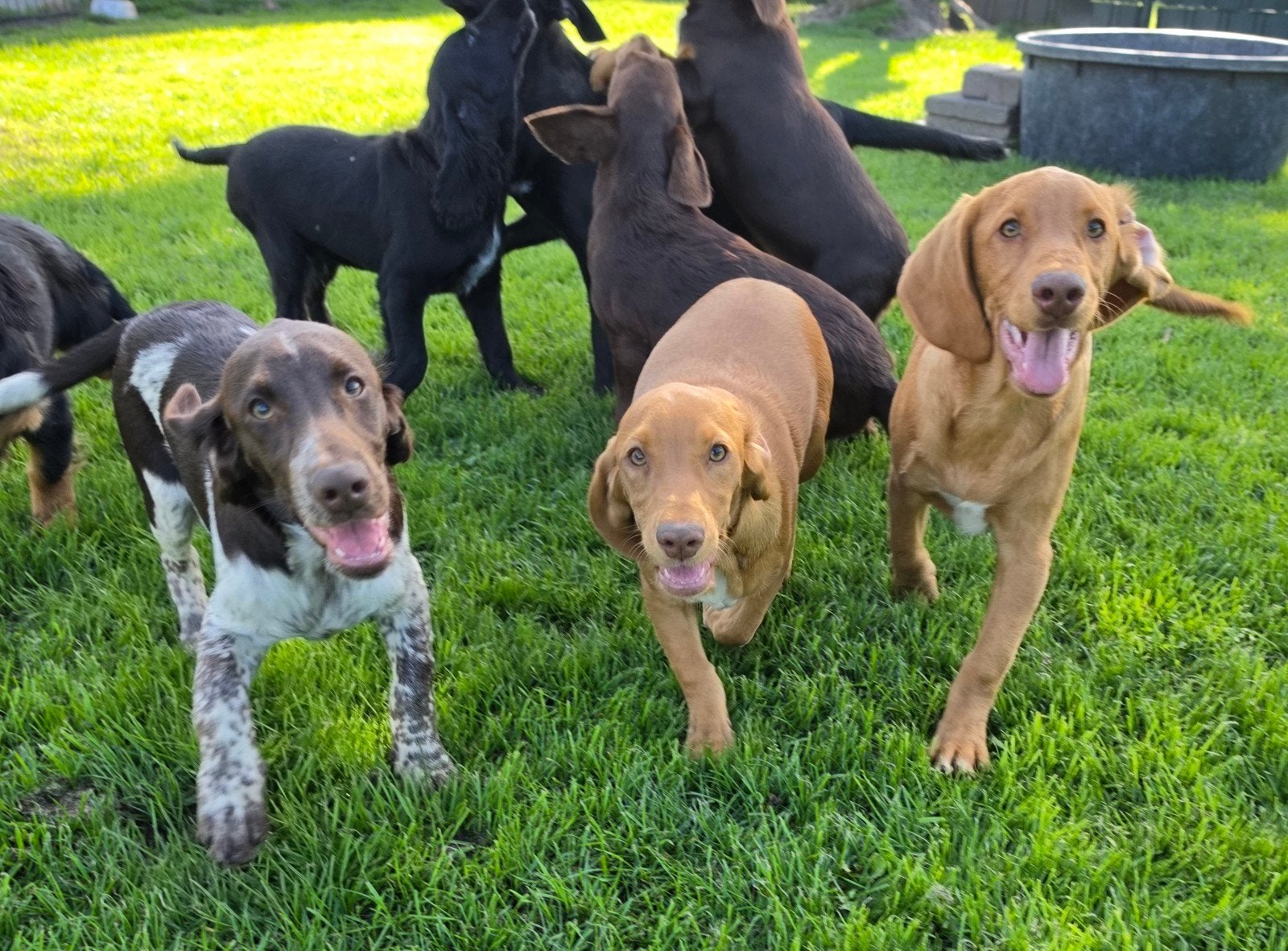 Lieve Cocker Spaniel-kruising pups – direct beschikbaar, Parvo, 8 tot 15 weken, Meerdere, Meerdere dieren