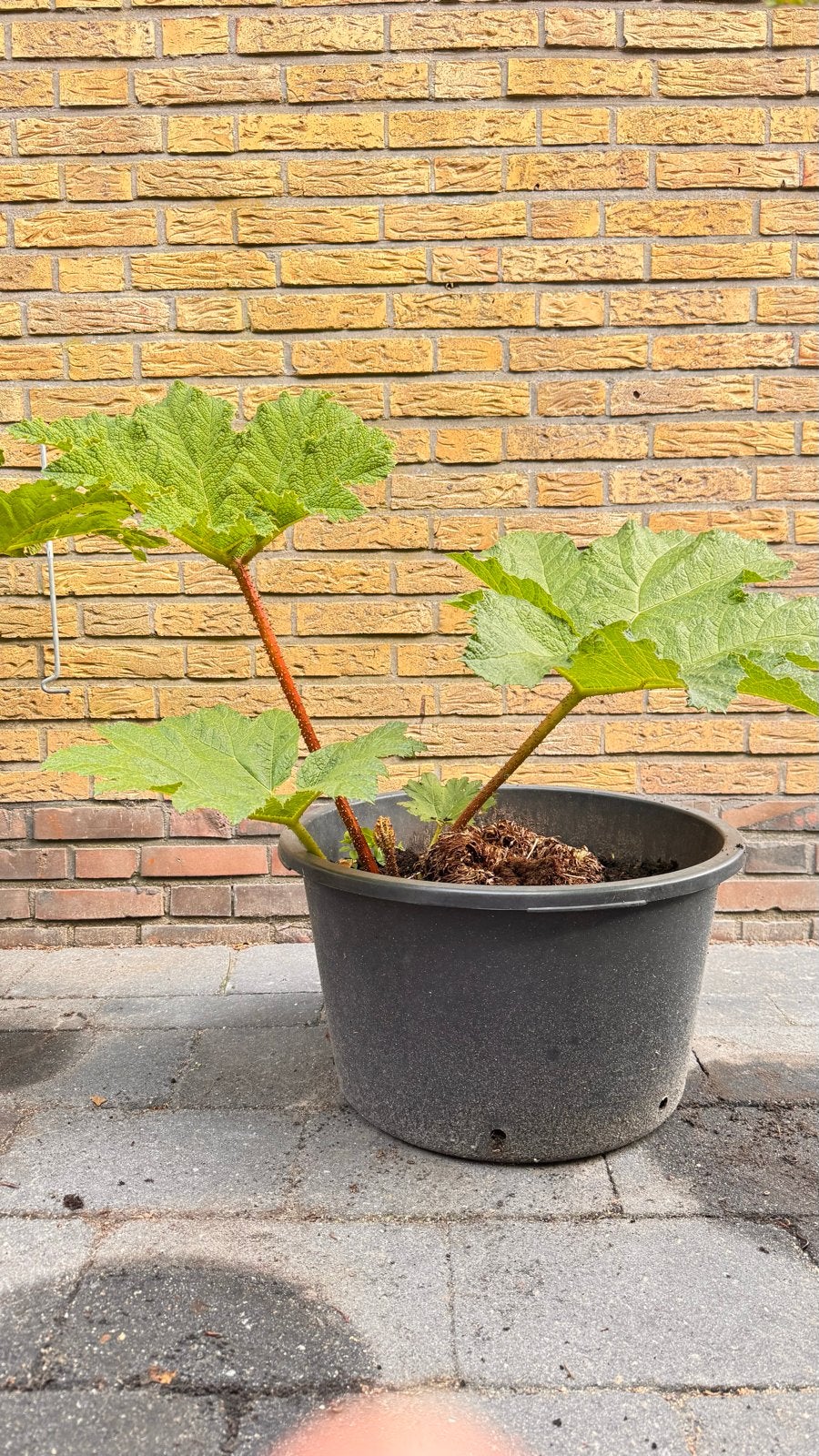 Gunnera Manicata - Reuzenrabarber (de laatste), Vaste plant, Halfschaduw, Zomer, Ophalen