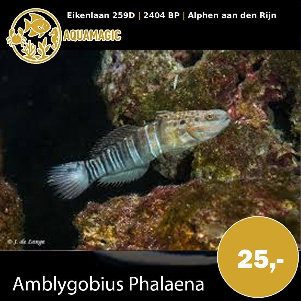 amblygobius phalaena, Vis, Zoutwatervis
