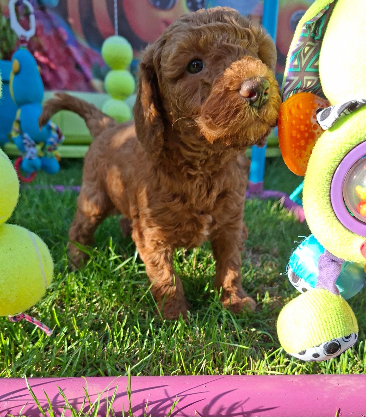 Australian Labradoodle Medium, Nederland, Overige rassen, 8 tot 15 weken, Meerdere