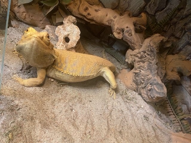 baardagaam, Dieren en Toebehoren, Hagedis, 3 tot 6 jaar
