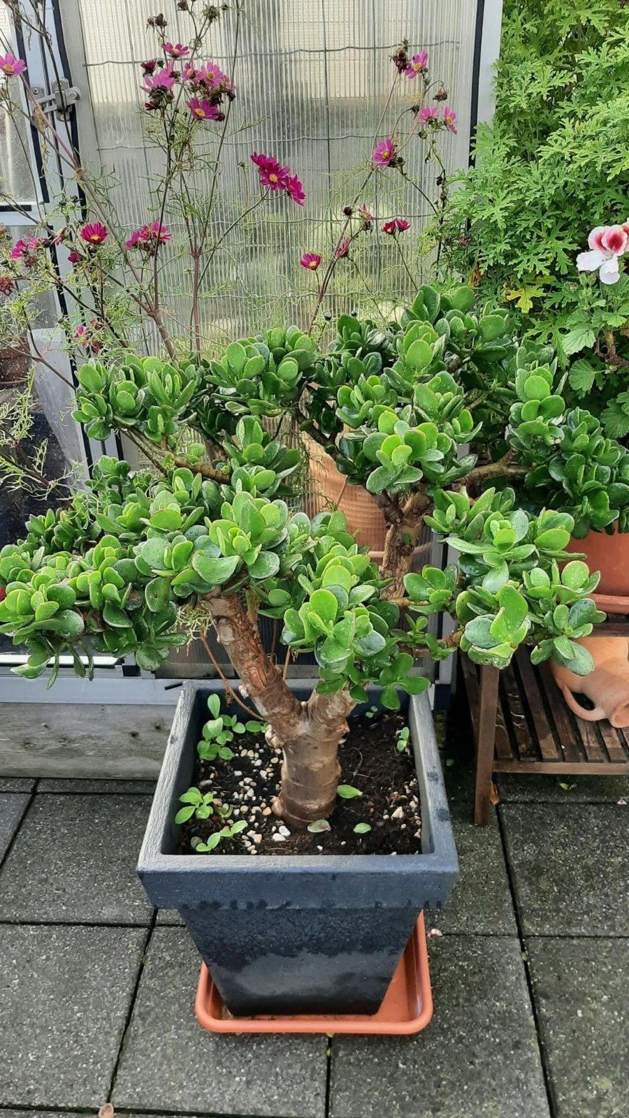 Grote Crassula (Jadeplant) in pot - 100cm Hoog, Tuin en Terras, Vaste plant, Bloeit niet, Halfschaduw, Ophalen