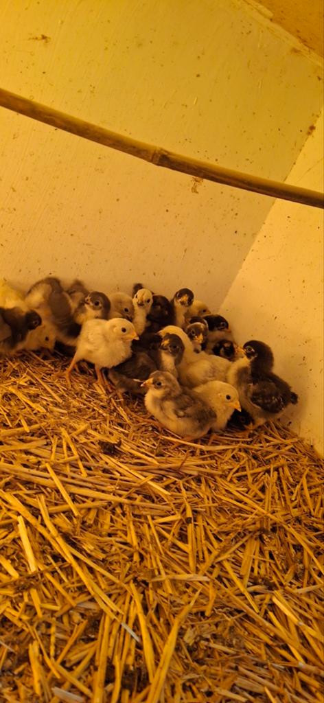 Mooie kuikens van 2 weekjes oud, Dieren en Toebehoren, Geslacht onbekend, Kip