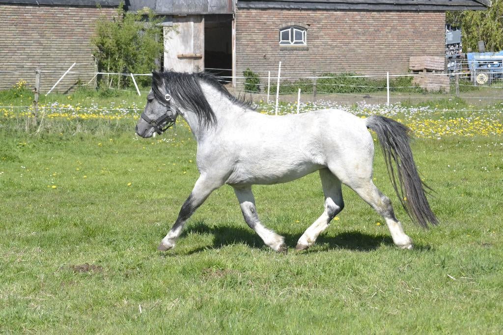 Driejarige Welsh A hengst, Dieren en Toebehoren, Pony's, Met stamboom, Hengst, A pony (tot 1.17m), 3 tot 6 jaar