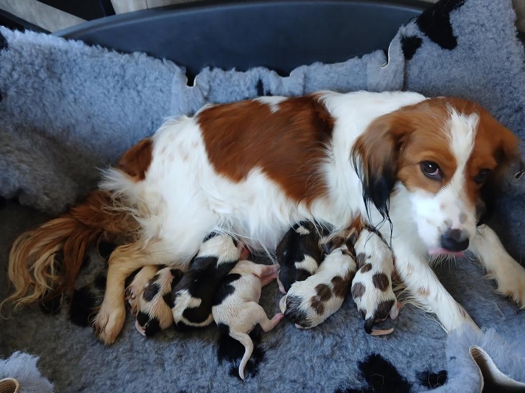 Puppy's kruising kooiker/boerenfox, 8 tot 15 weken, Teef, Meerdere, Middel