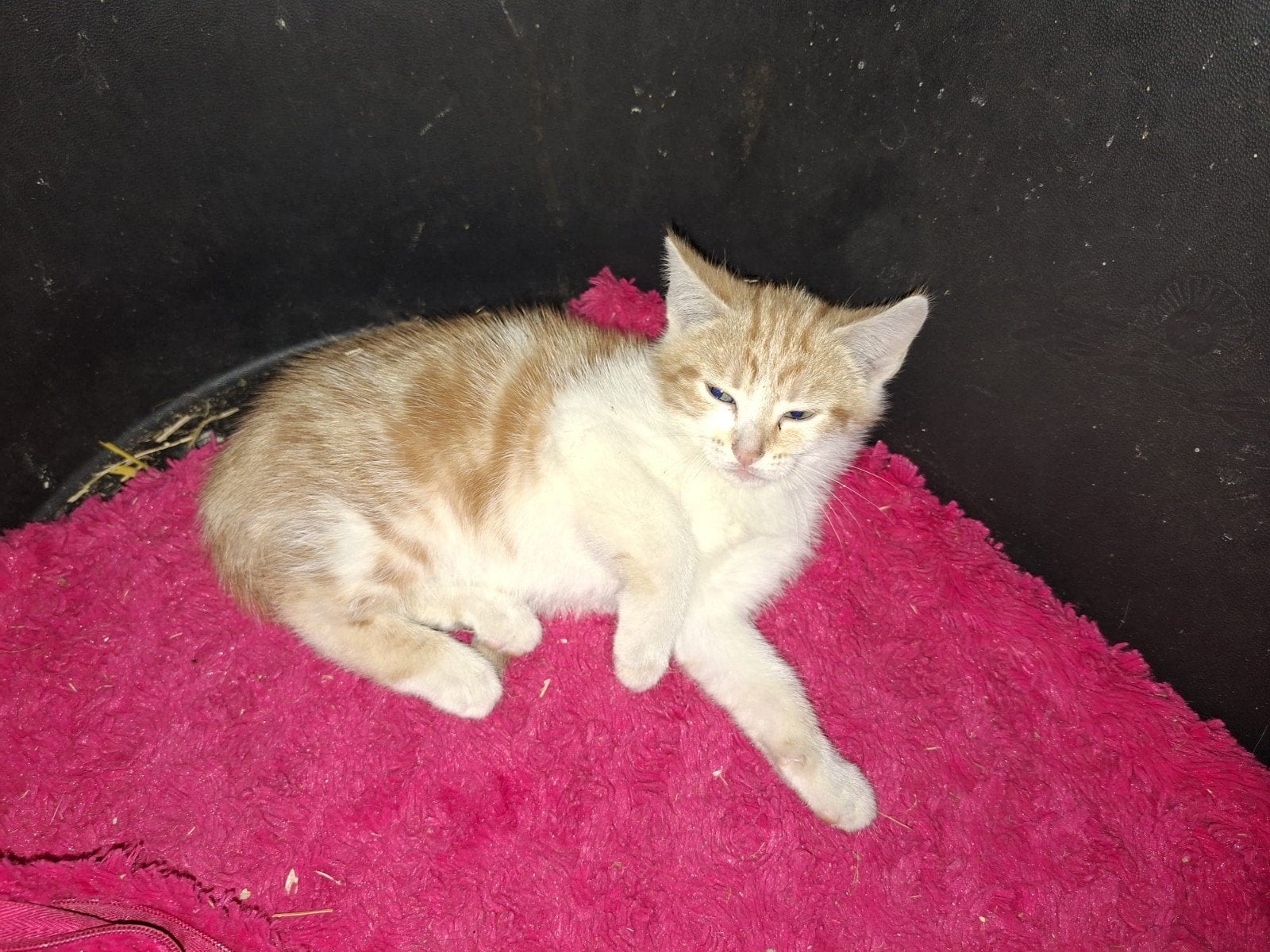 Lieve, rustige kittens te koop, Dieren en Toebehoren, Meerdere dieren