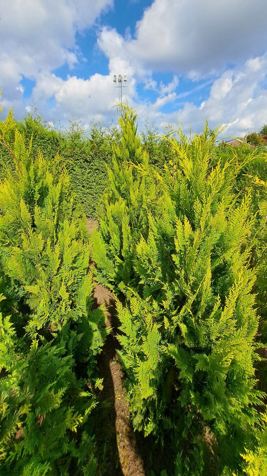 Gele californische cipres van 160 tot 200+ cm, Ophalen of Verzenden, Volle zon, Overige soorten, 100 tot 250 cm