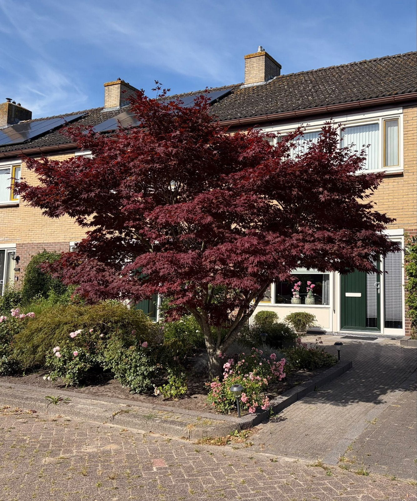 Prachtige Japanse Esdoorn (Acer Palmatum) - Grote Maat, Bloeit niet, Overige soorten, 250 tot 400 cm, Ophalen