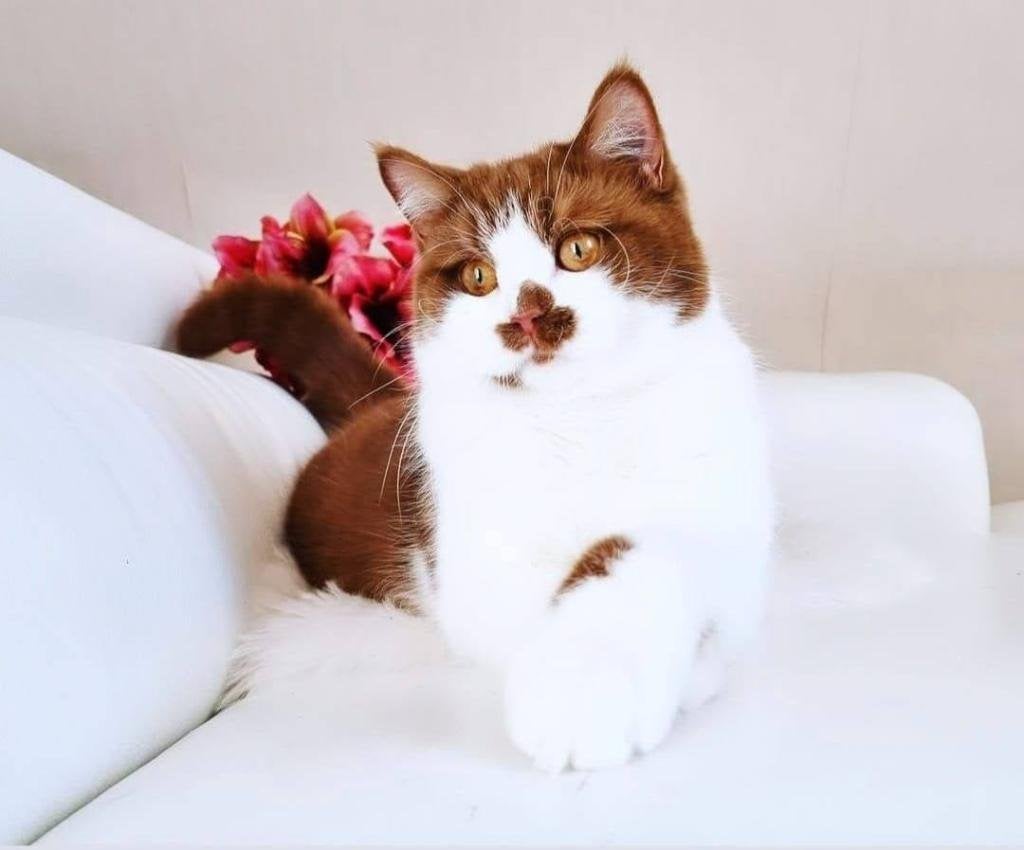 Cinnamon Poesje zoekt en Huis, Kater, Gechipt
