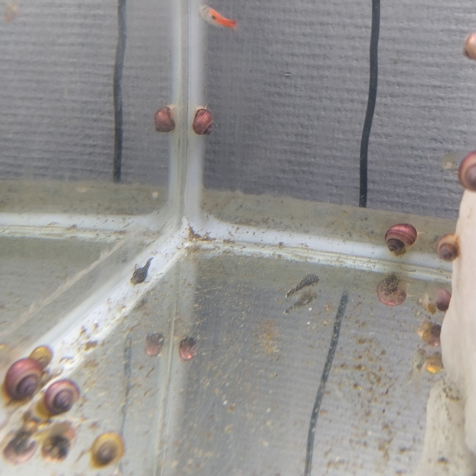 Assorti appelslakken, Dieren en Toebehoren, Slak of Weekdier, Zoetwatervis