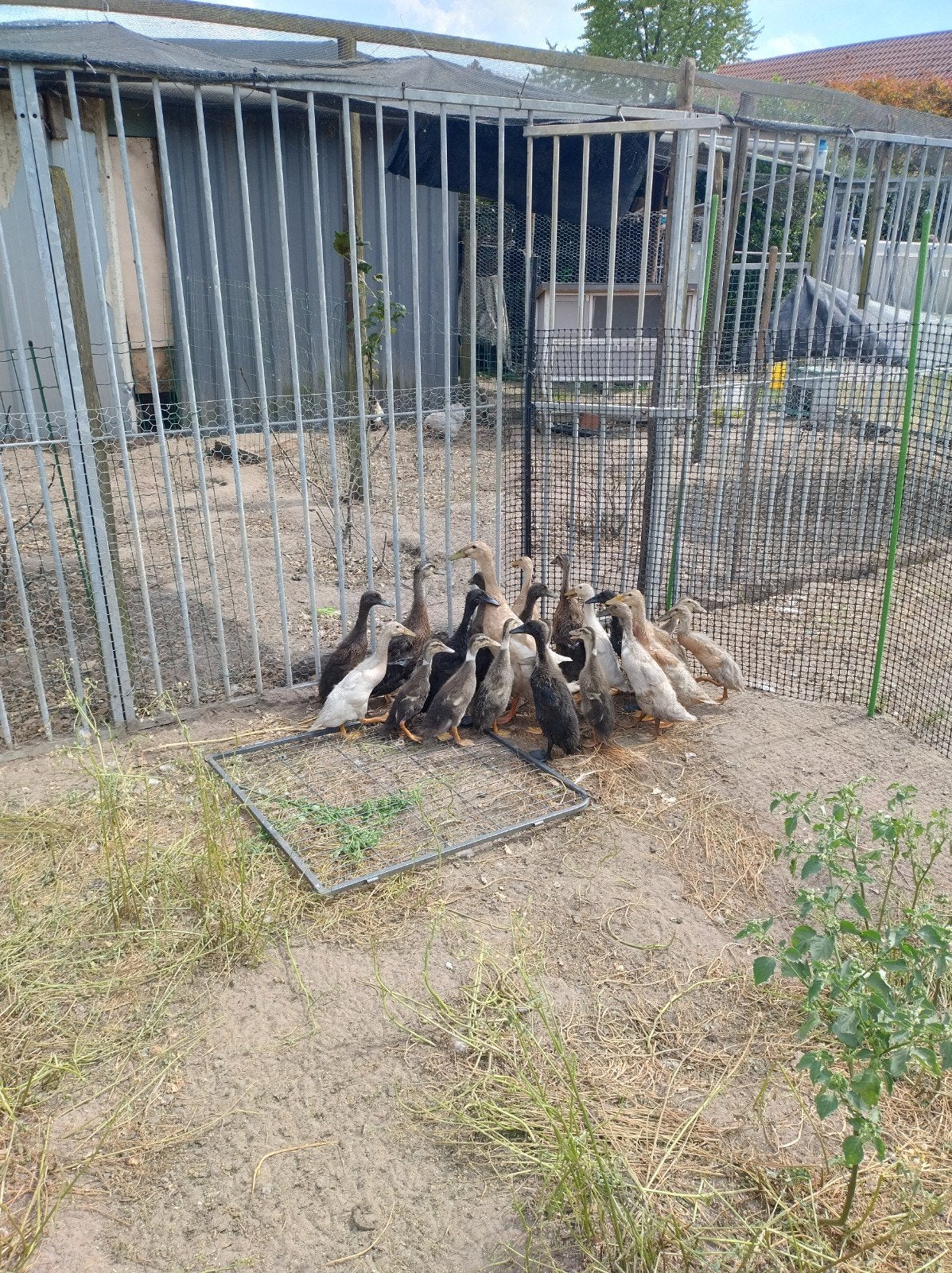 indische loopeenden, Dieren en Toebehoren, Pluimvee, Meerdere dieren, Eend