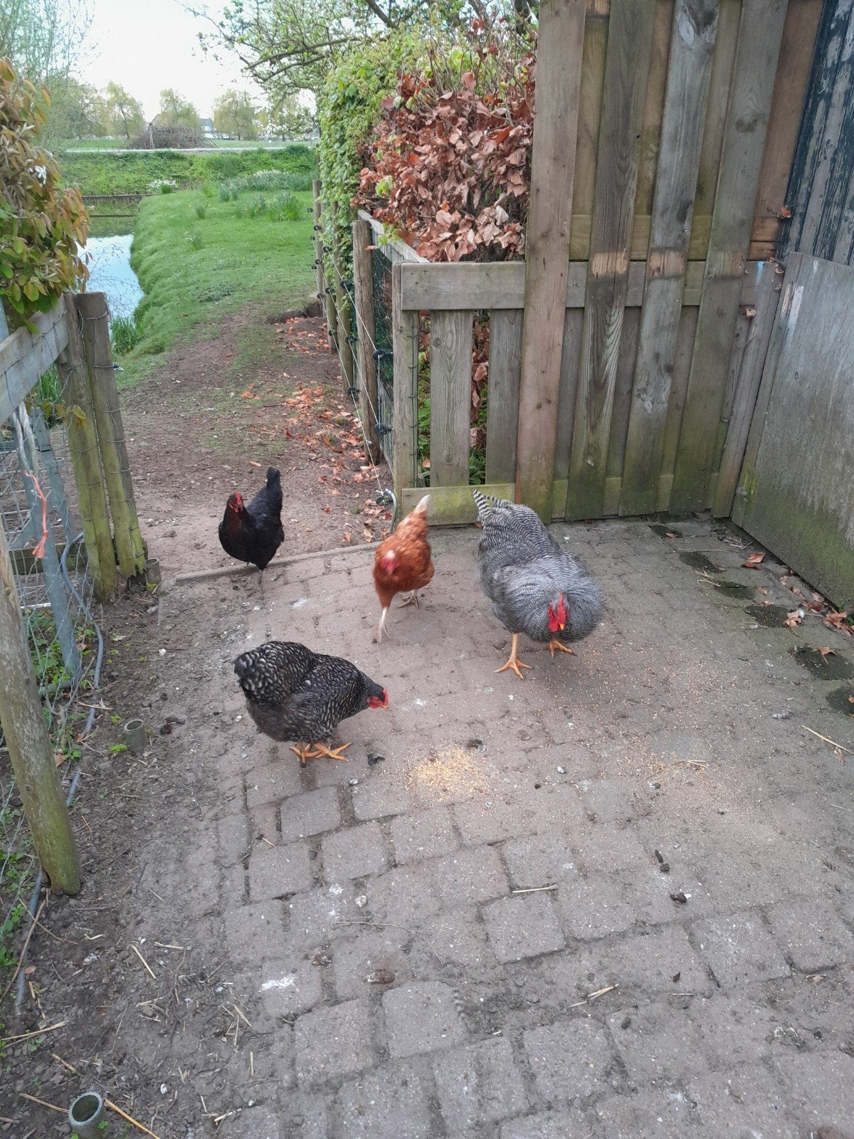 Haan met 3 hennen, Dieren en Toebehoren, Meerdere dieren, Kip