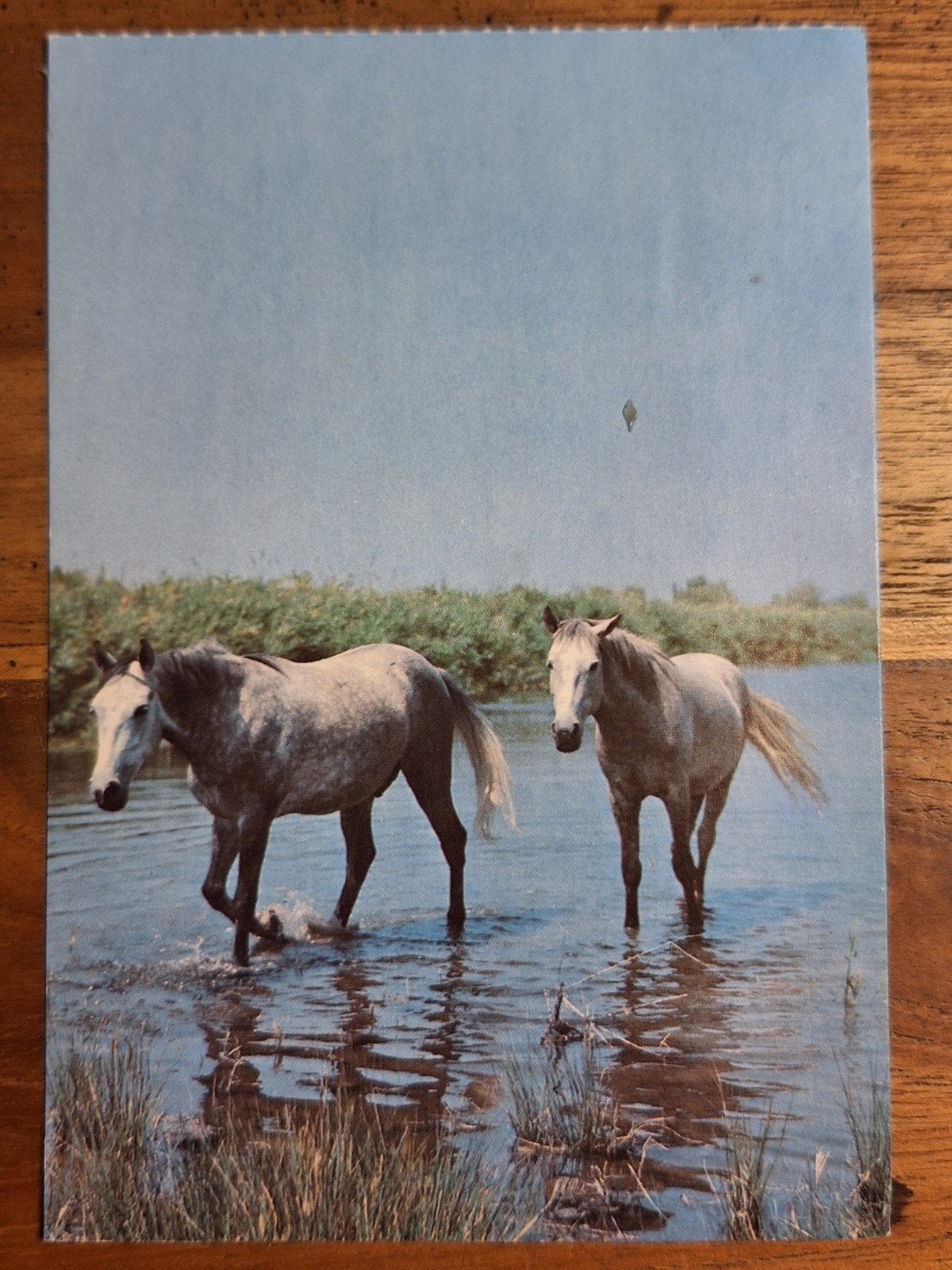 dieren - paarden, Ophalen of Verzenden, 1980 tot heden, Gelopen, Paard