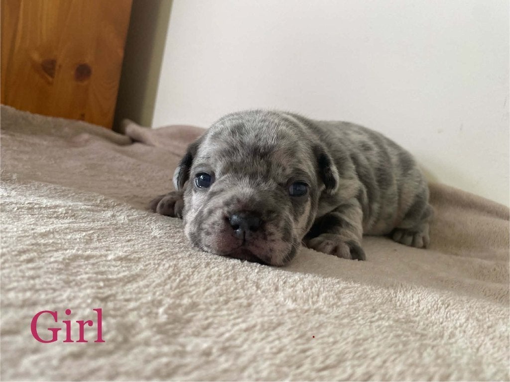 Franse bulldog puppy's, België, Particulier, 8 tot 15 weken, Parvo