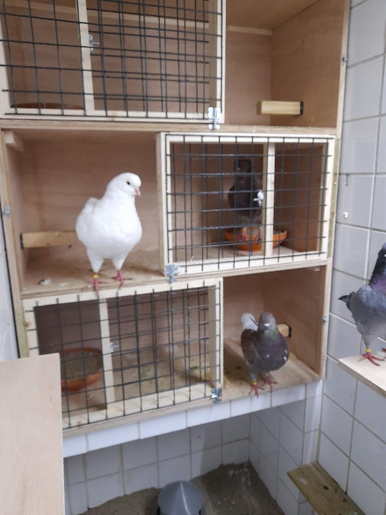 KING Duivin, Dieren en Toebehoren, Vrouwelijk, Overige soorten