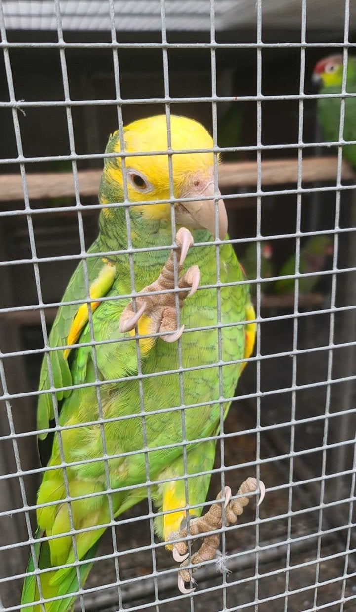 1-0 Amazona Oratrix 2024, Dieren en Toebehoren, Meerdere dieren, Papegaai, Geringd