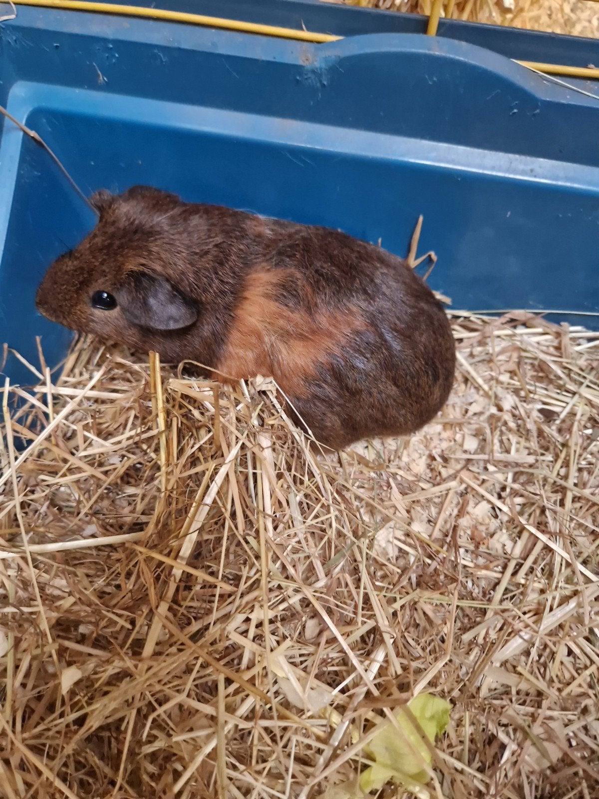 jonge cavia's, Dieren en Toebehoren, Juni, Meerdere dieren, Cavia
