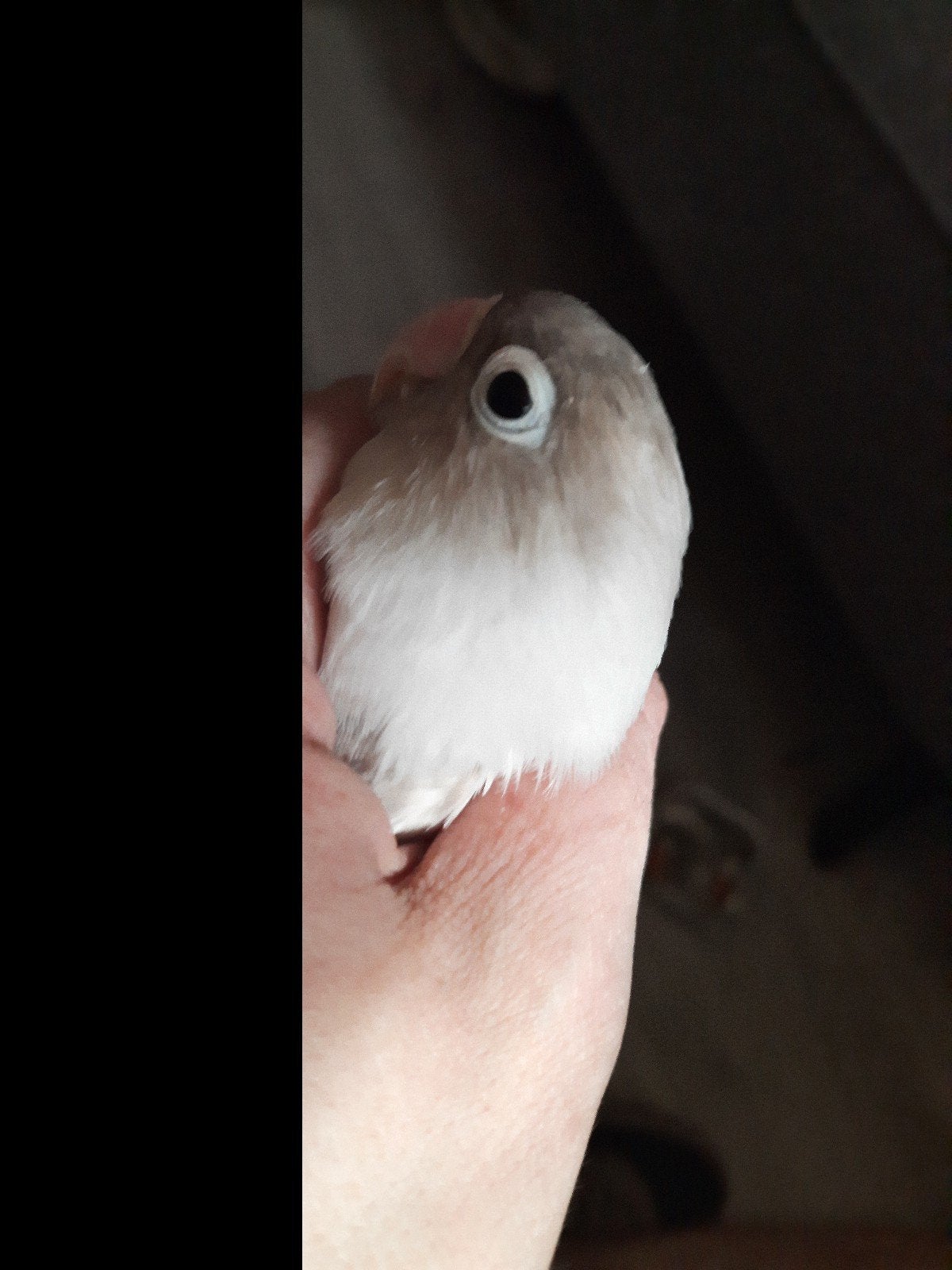 prachtige agapornis personata pastel blauw man dna, Dieren en Toebehoren, Vogels | Parkieten en Papegaaien, Mannelijk, Dwergpapegaai of Agapornis