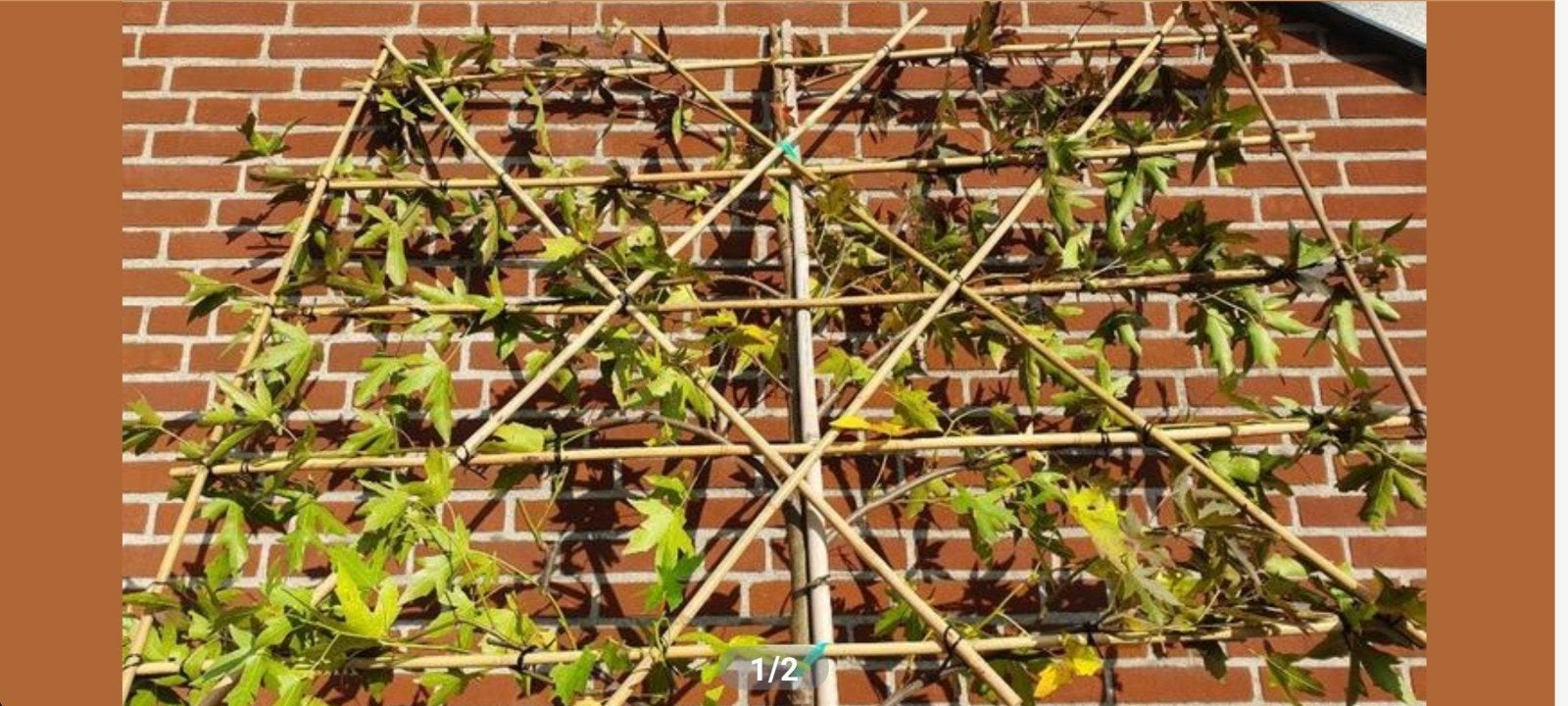 Leibomen in diverse soorten en maten, Volle zon, Bloeit niet, Leiboom, Ophalen of Verzenden