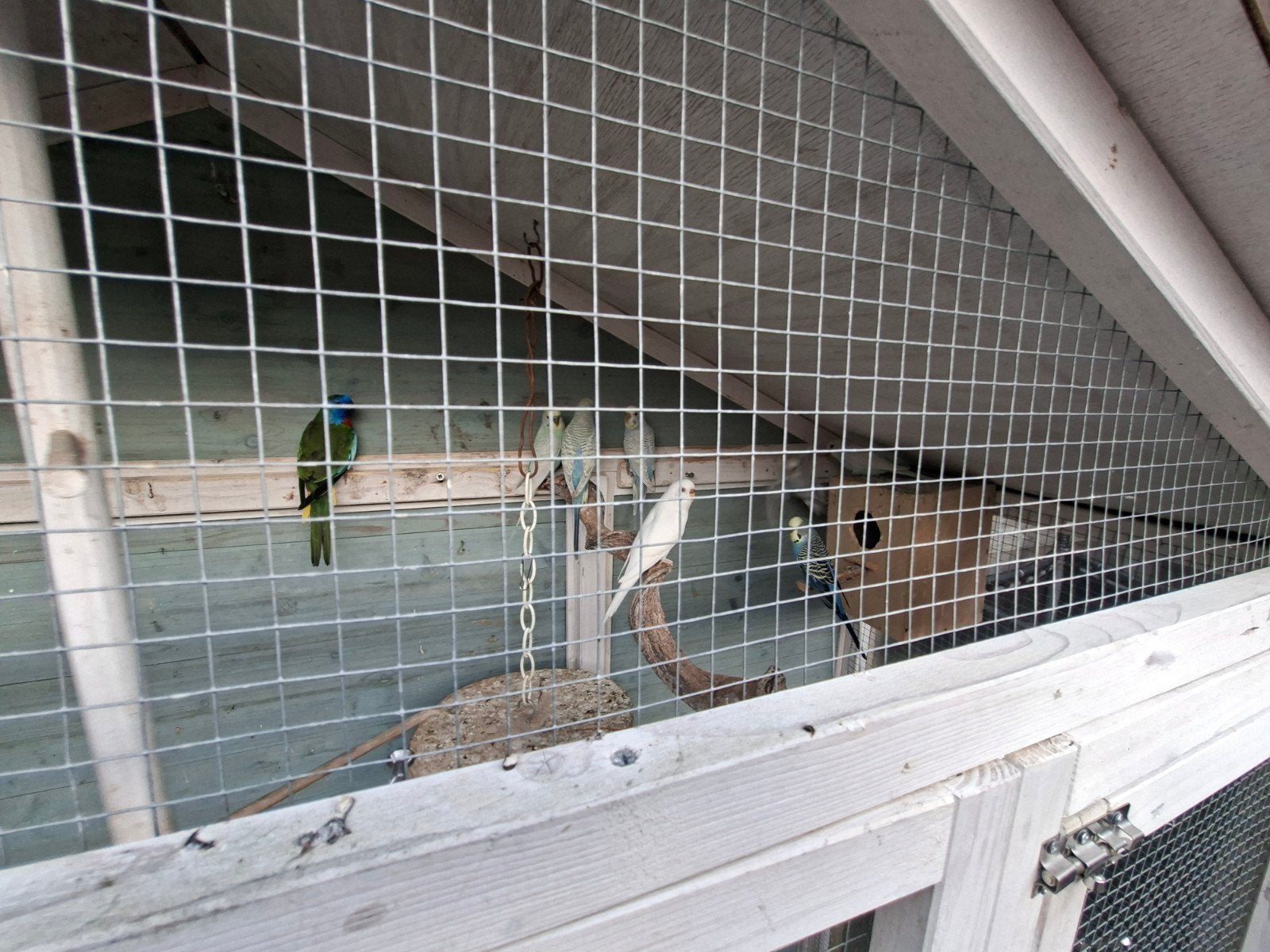 grasparkieten te koop, Dieren en Toebehoren, Meerdere dieren, Parkiet