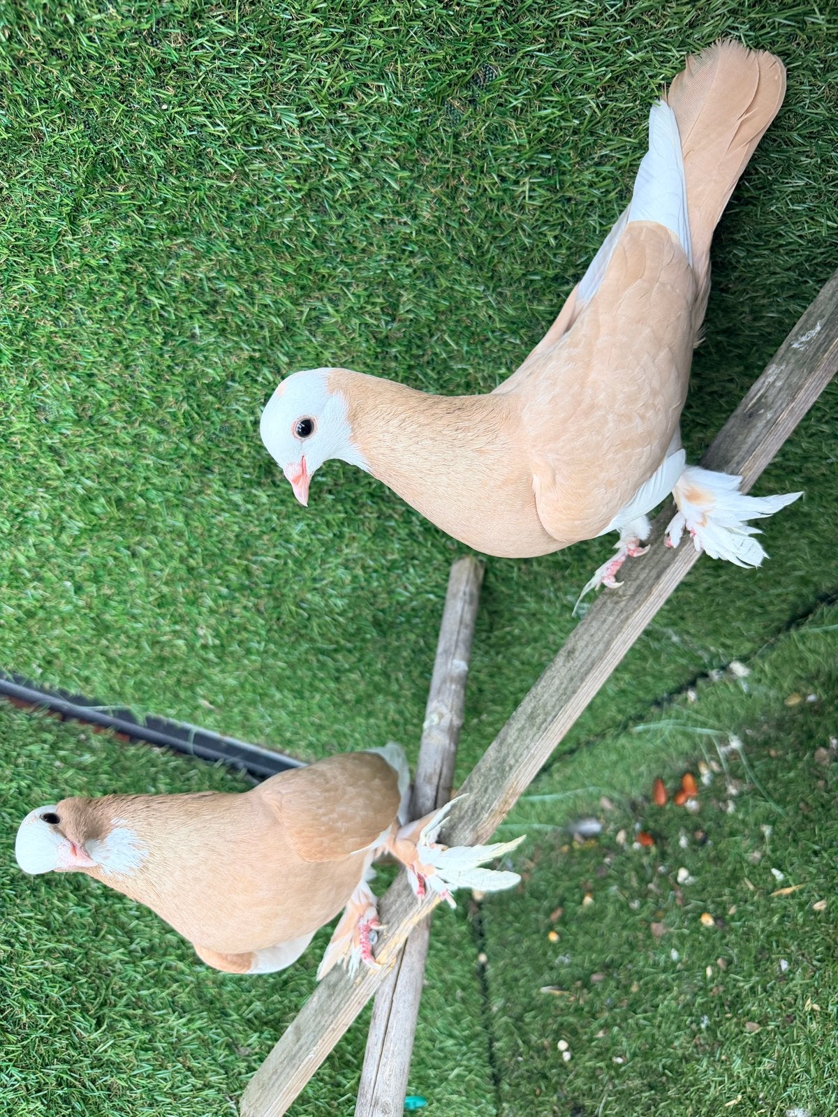 شوامل عراقيات  koppel duiven, Dieren en Toebehoren