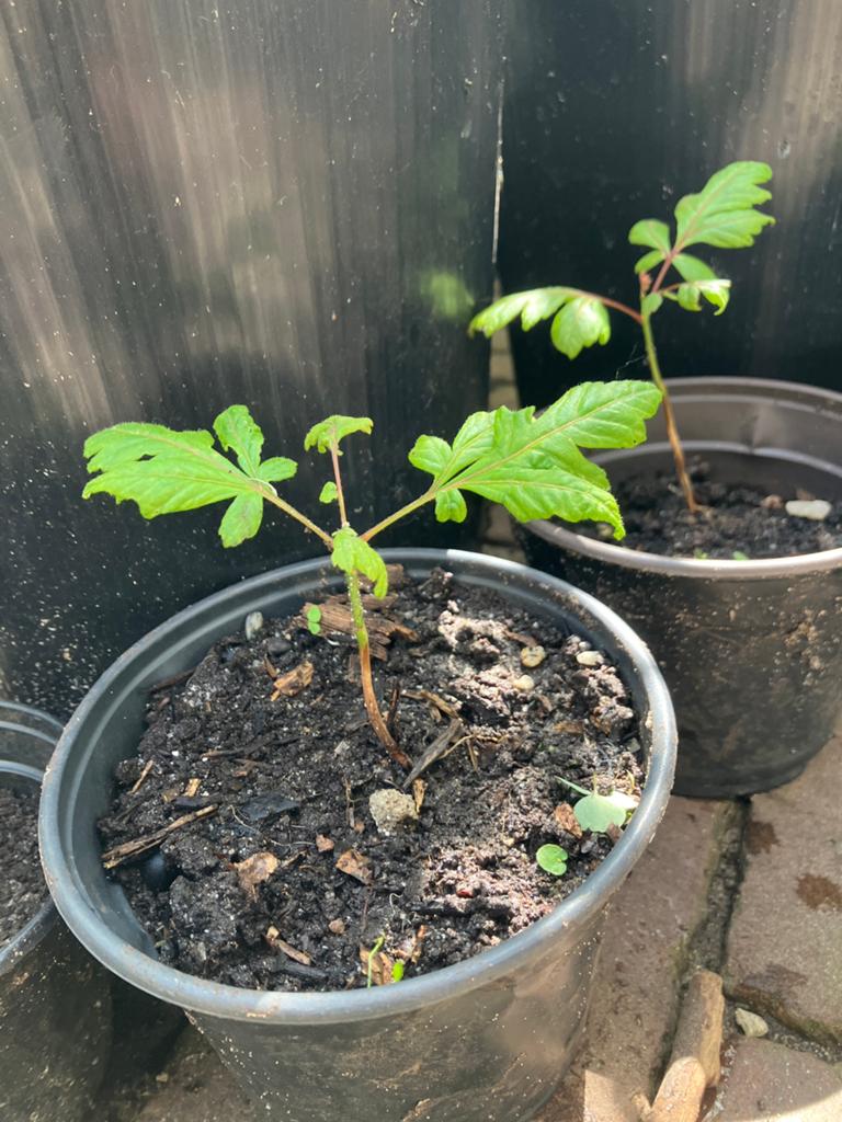 CHINESE VERNISBOOM Koelreuteria paniculata, Tuin en Terras, Planten | Bomen, Ophalen, Zomer, Volle zon, Overige soorten