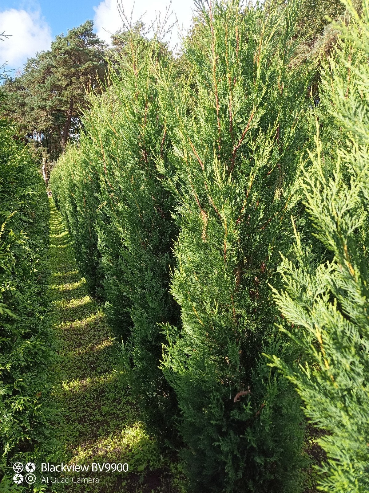 conifeer leylandii 2001 +-200cm snelgroeiende coniferen, Ophalen of Verzenden, Conifeer, Struik, 100 tot 250 cm