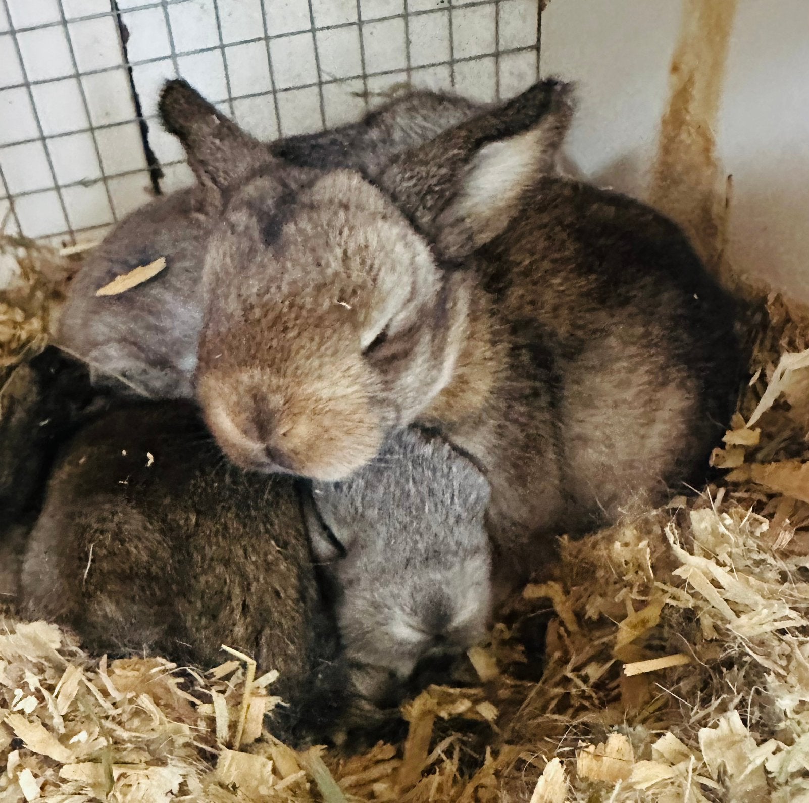 Minilop ram, Dieren en Toebehoren, Mannelijk, Dwerg