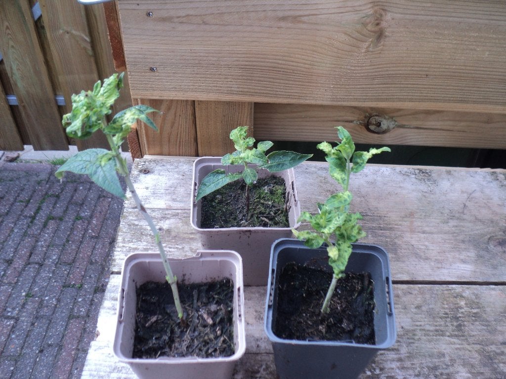 vlinderstruik, Volle zon, Vaste plant, Zomer, Ophalen