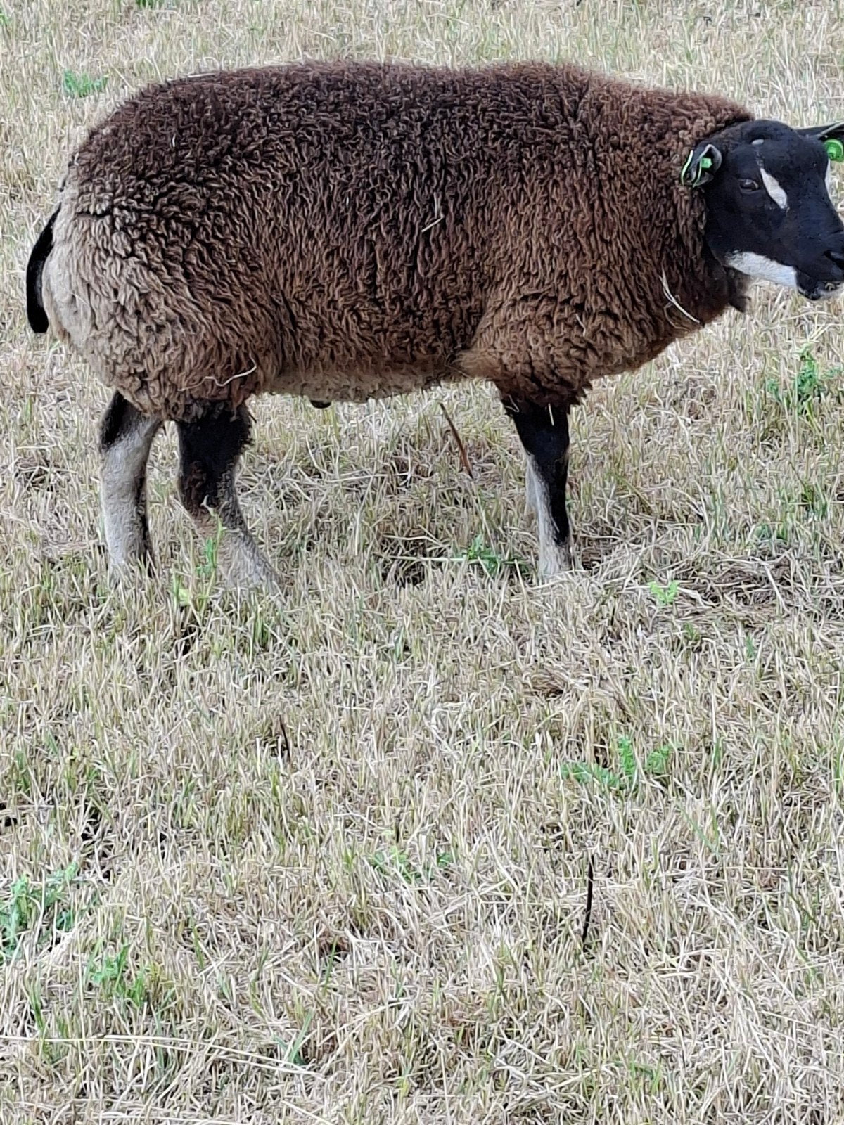 dekram te koop! mooi van kleur en goed bespierd, Mannelijk, Schaap, 0 tot 2 jaar