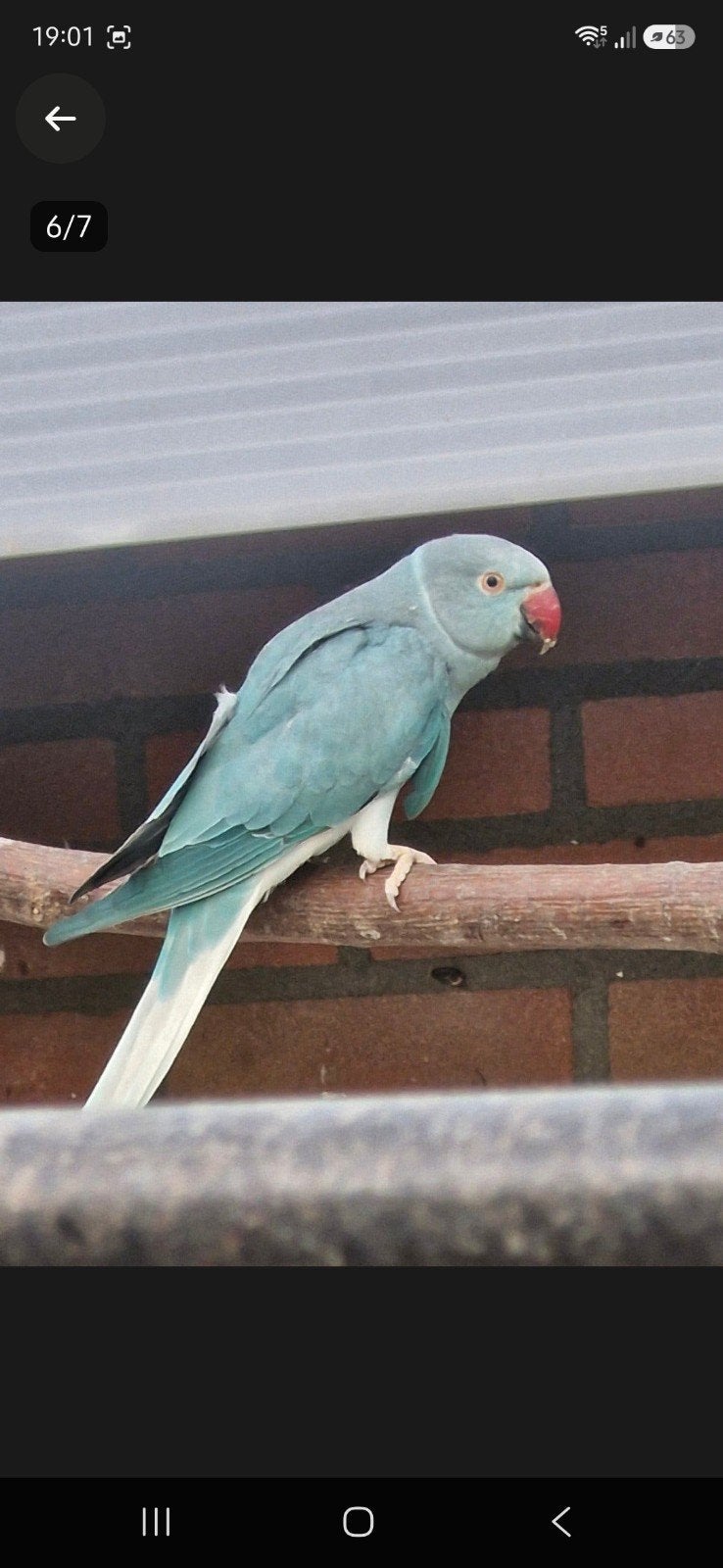 halsband parkieten  kweek 25 - 26, Meerdere dieren, Parkiet